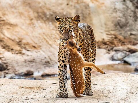 Leopard im Yala NP