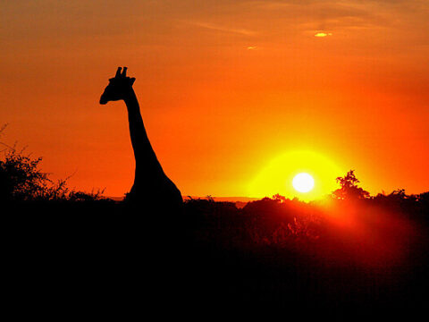 Giraffe im Sonnenuntergang