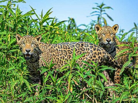 Jaguar-Safari