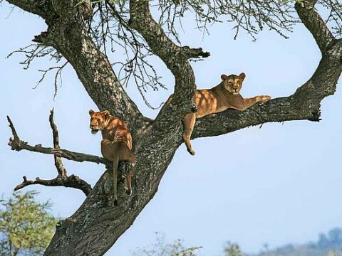 Ein Baum voller Löwen