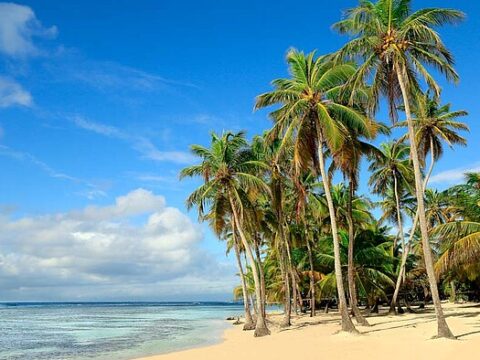 Palmen am Strand