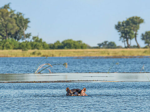 "Hippo" im Fluss