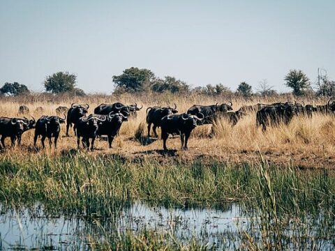 Gnu-Herde