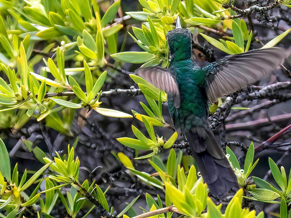 Kolibri