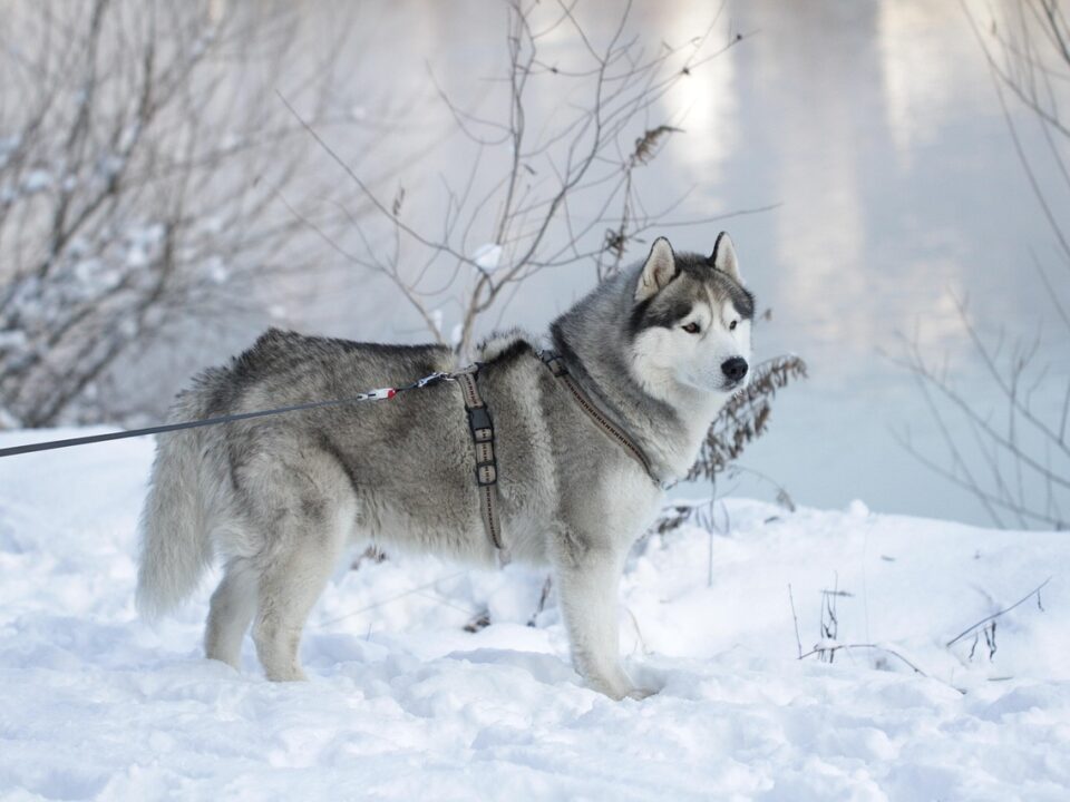 Husky