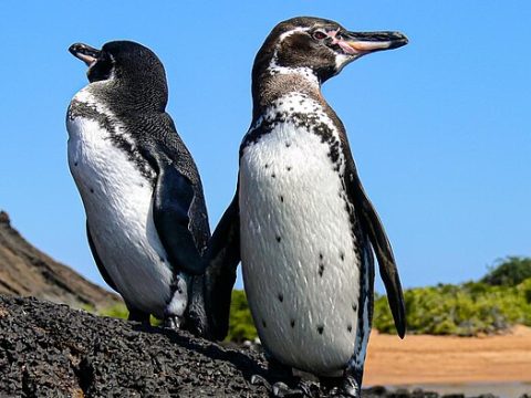 Galápagos-Pinguine