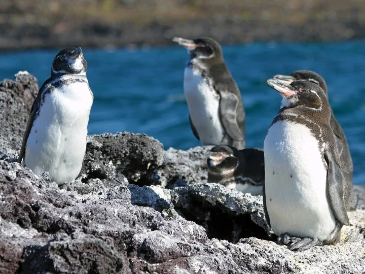 Galapagos: Pinguine