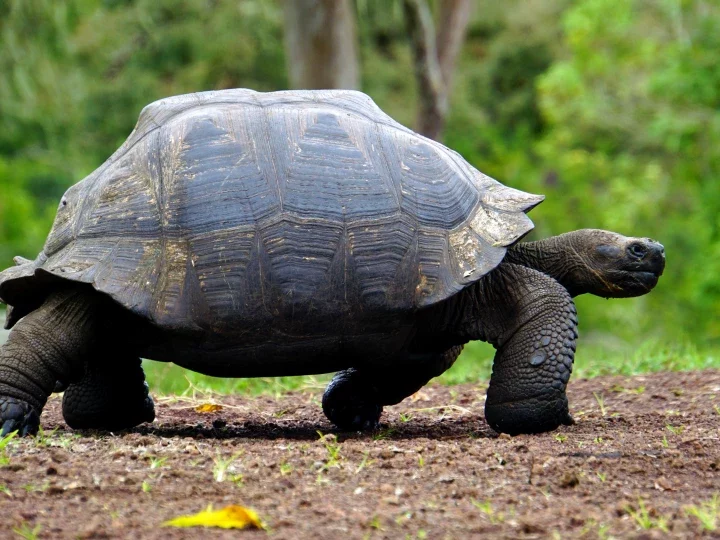 Galapagos: Riesenschildkröte