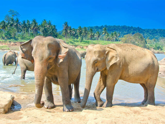 Elefanten im Udawale NP