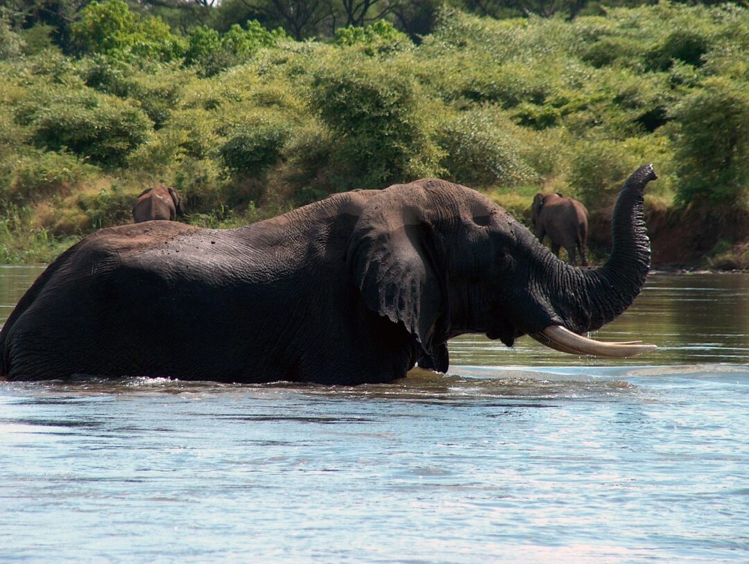 Elefant im Fluss