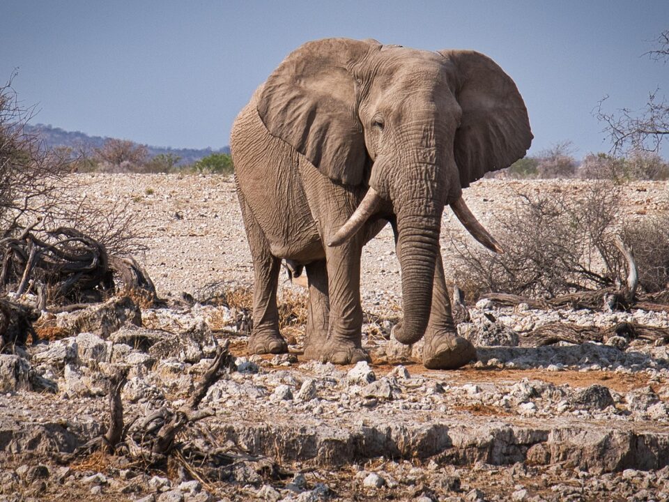 Elefant