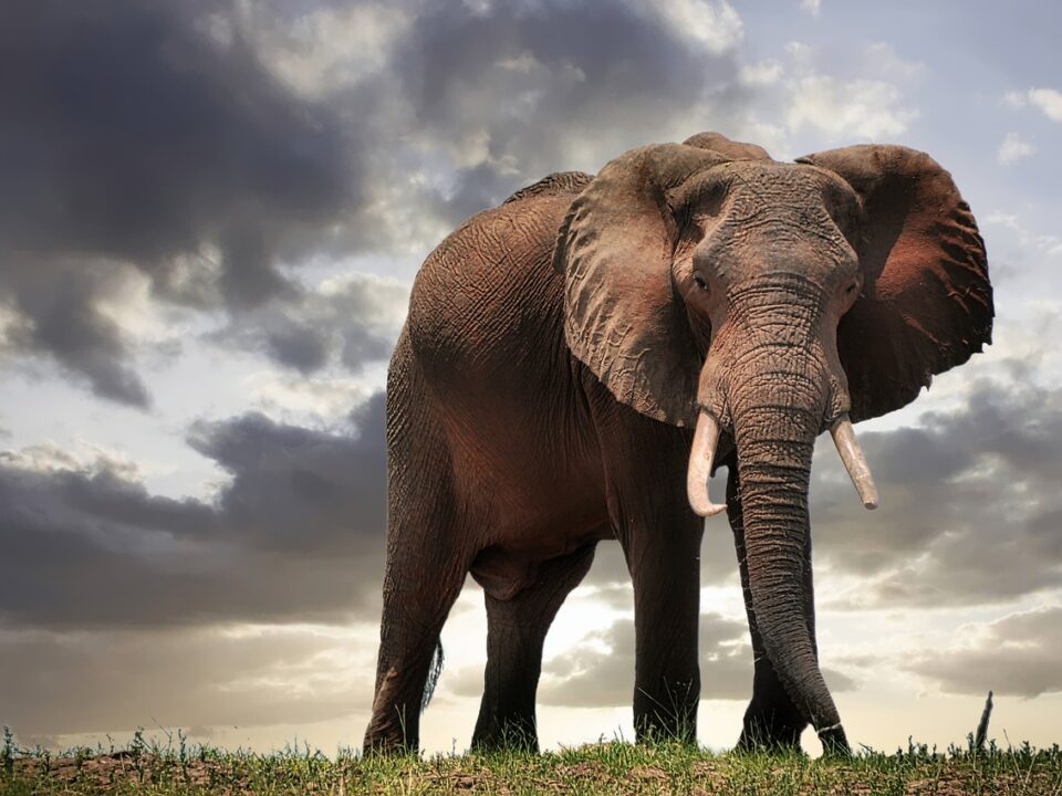 Elefant