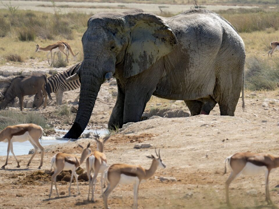 Elefant am Wasserloch