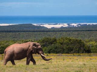 Elefant an der Küste