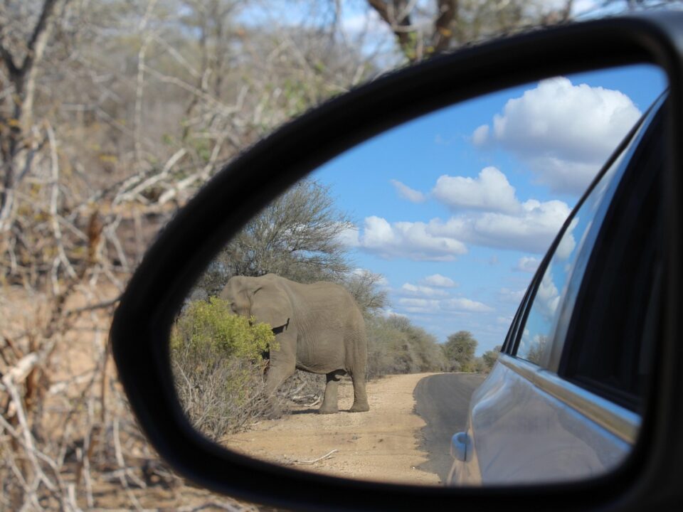 Elefant in Sicht!
