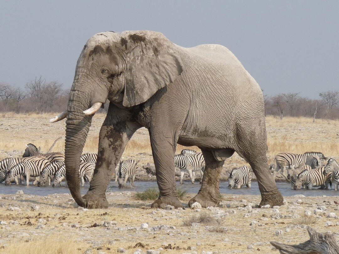 Elefant