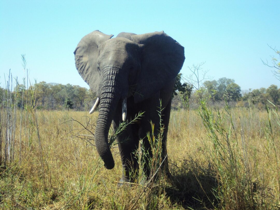 Elefant