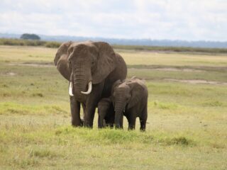 Elefantenmutter mit Kind