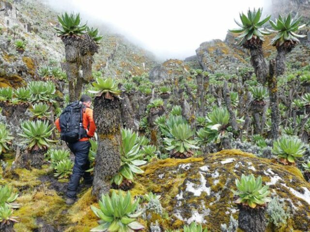 Endemische Pflanzen im Ruwenzori