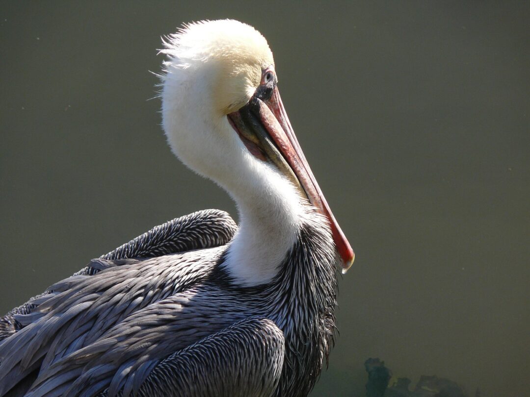 Pelikan