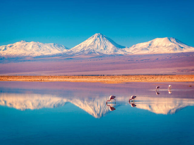 Flamingos am Salar de Atacama