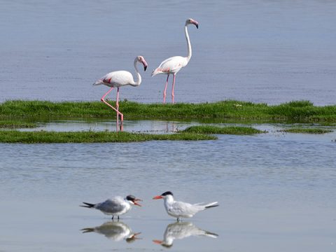 Flamingos am Strand nahe Salalah