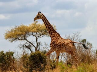 Giraffe