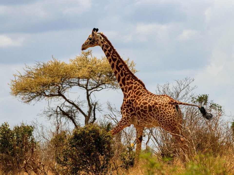 Giraffe