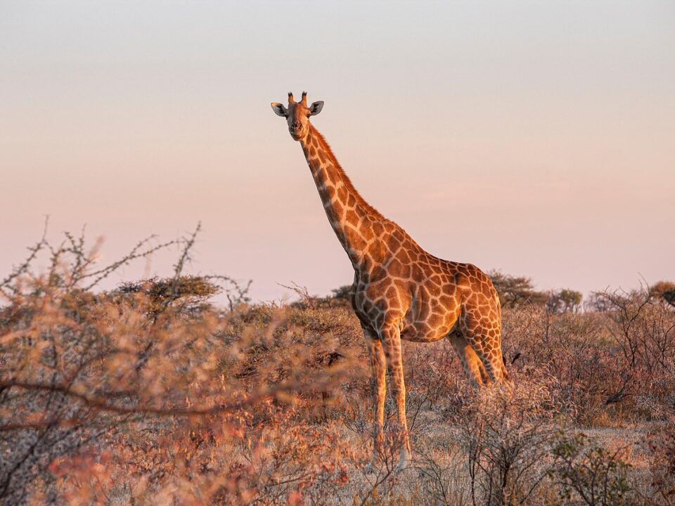 Giraffe
