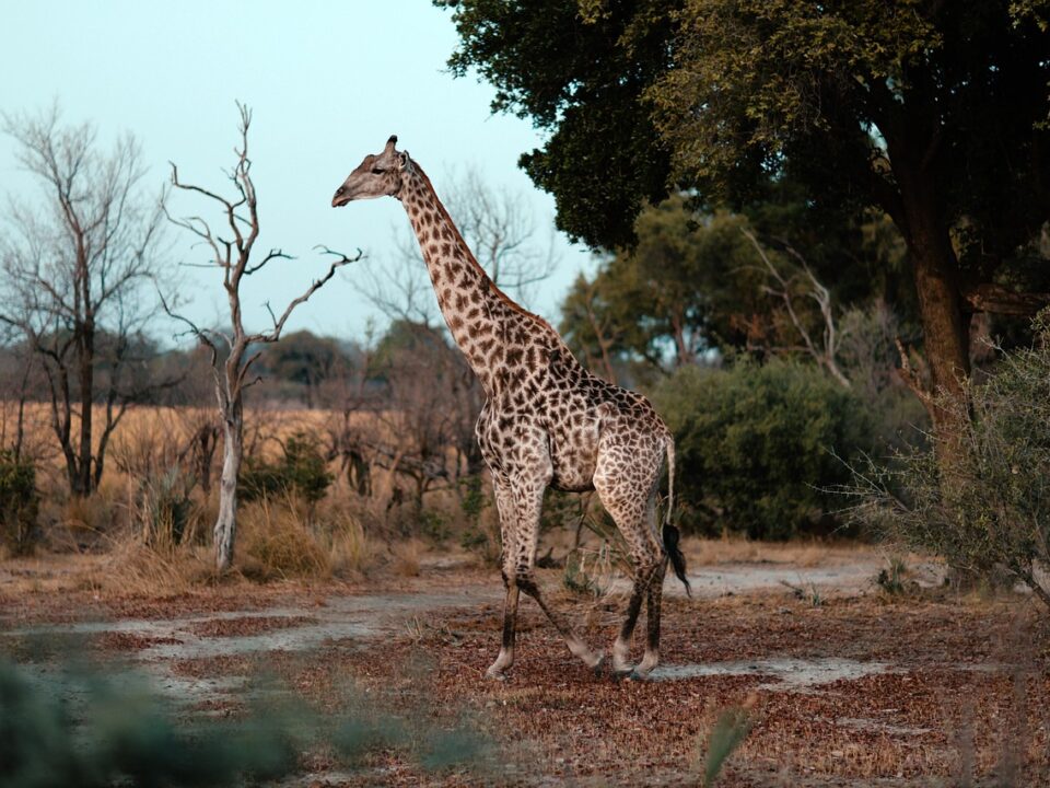 Giraffe
