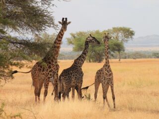 Giraffen