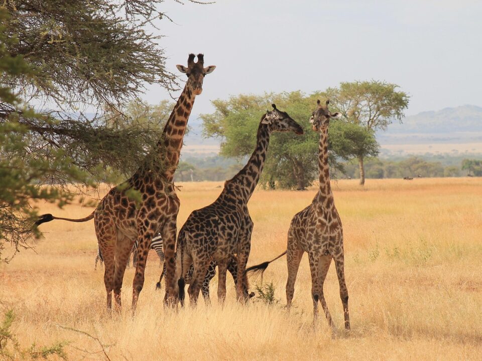 Giraffen