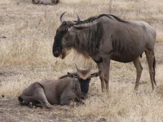 Gnus