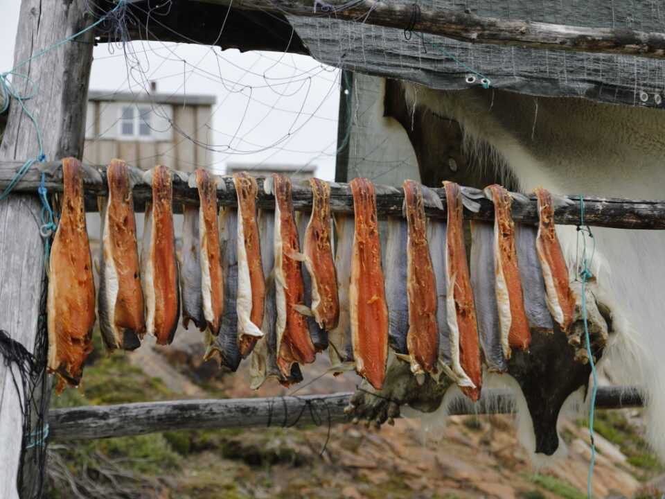 Stockfisch wird zum Trocknen aufgehängt