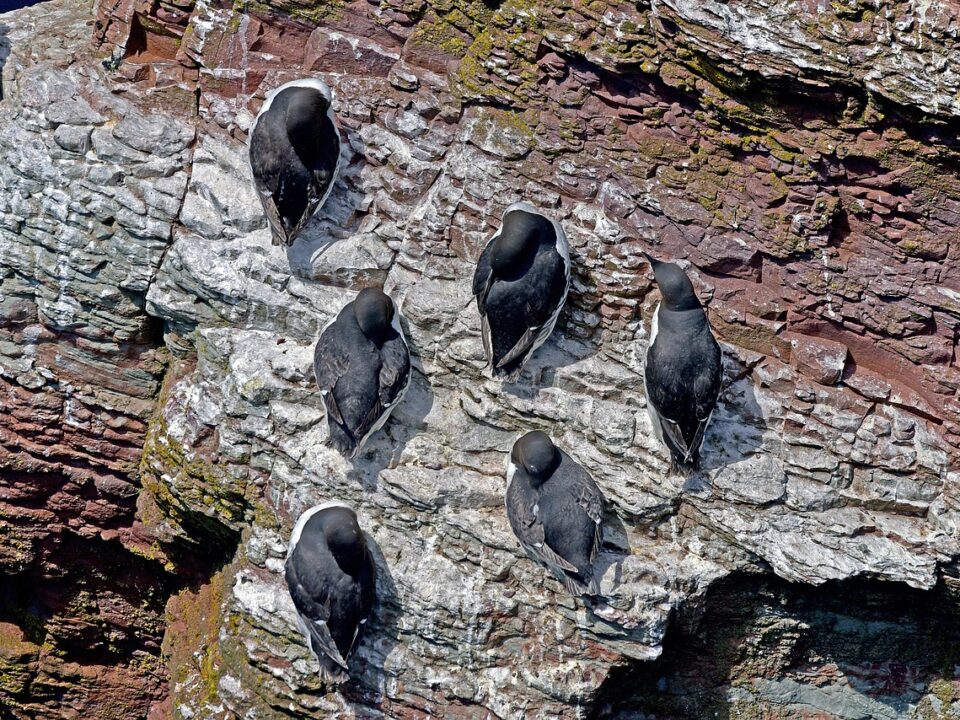 Guillemots