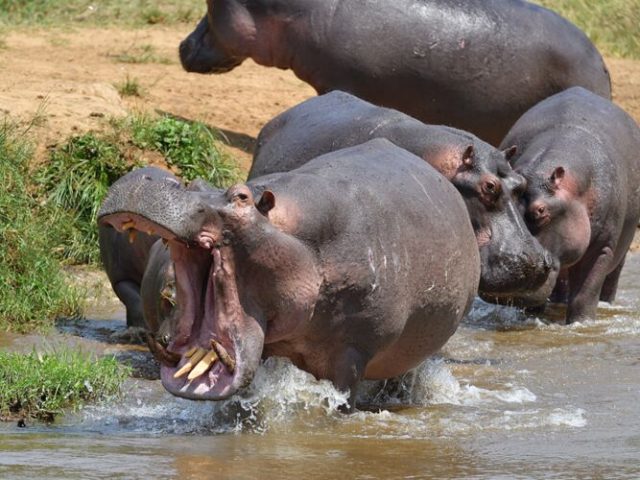 "Hippos" - Flusspferde