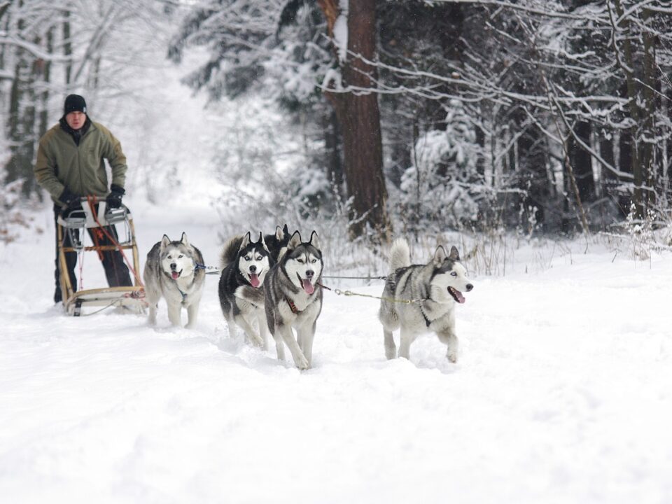 Huskytour