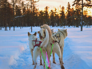 Mit Huskies unterwegs