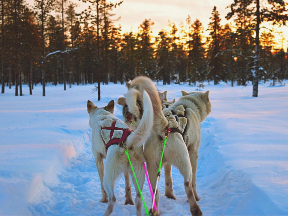 Mit Huskies unterwegs