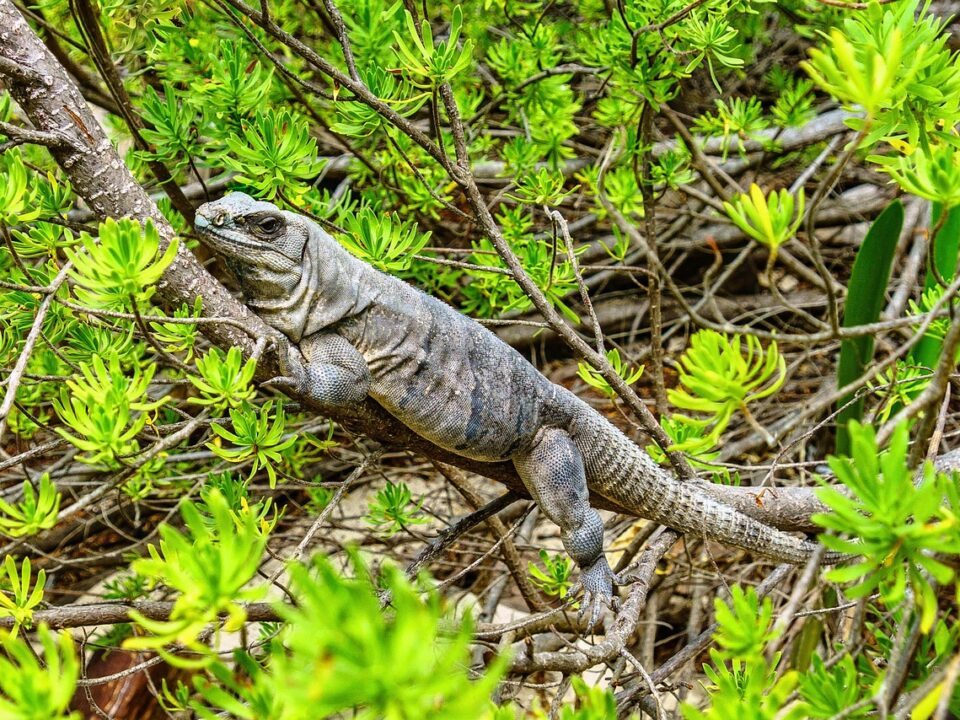 Iguana