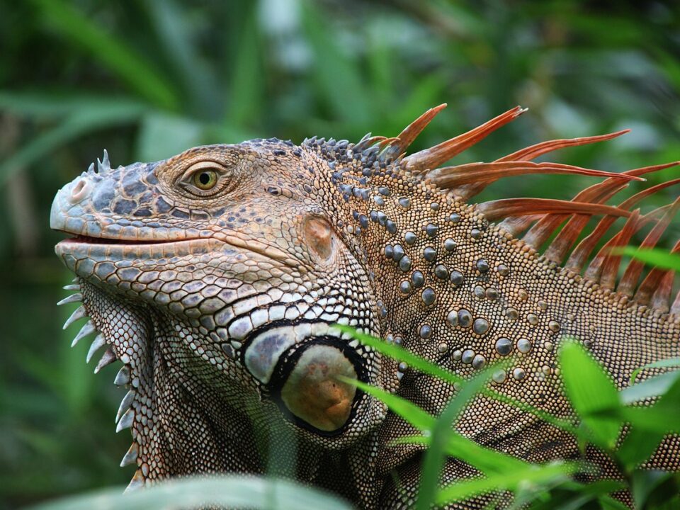Iguana-Eidechse