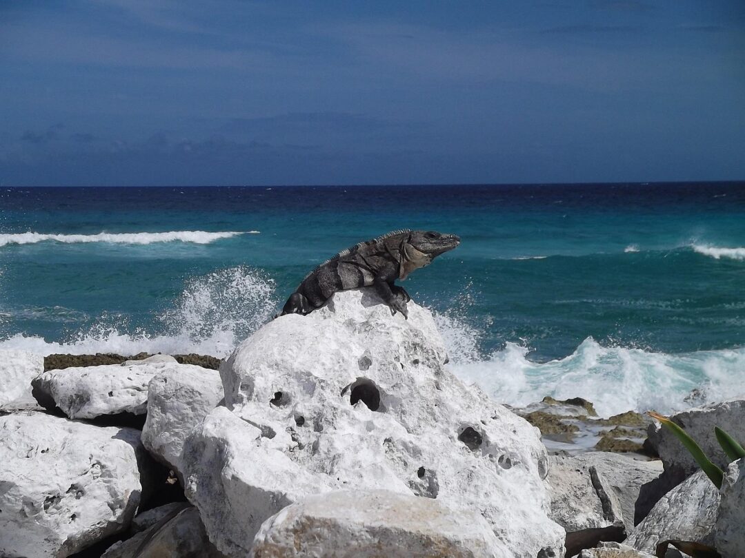 Iguana an der Küste
