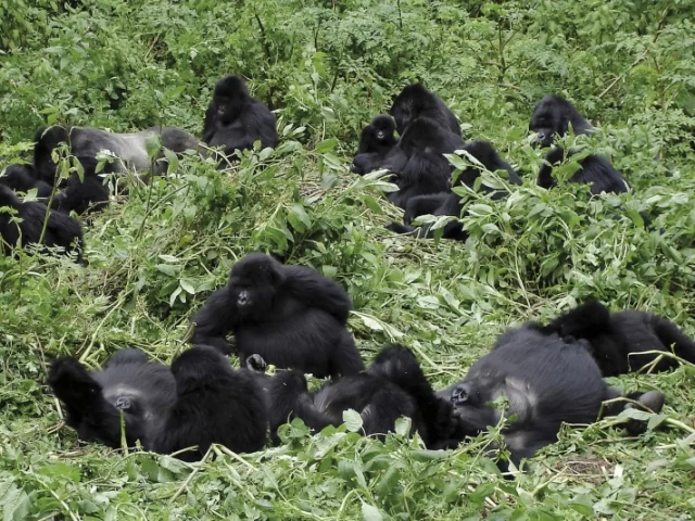 Eine Gorilla-Familie