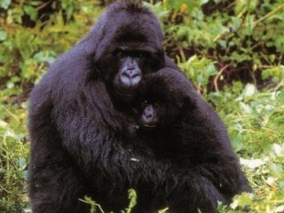 Gorilla-Mutter mit Kind