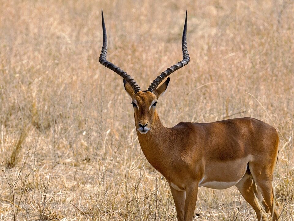Impala