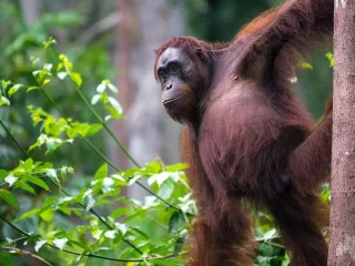 Orang Utan-Weibchen auf Borneo