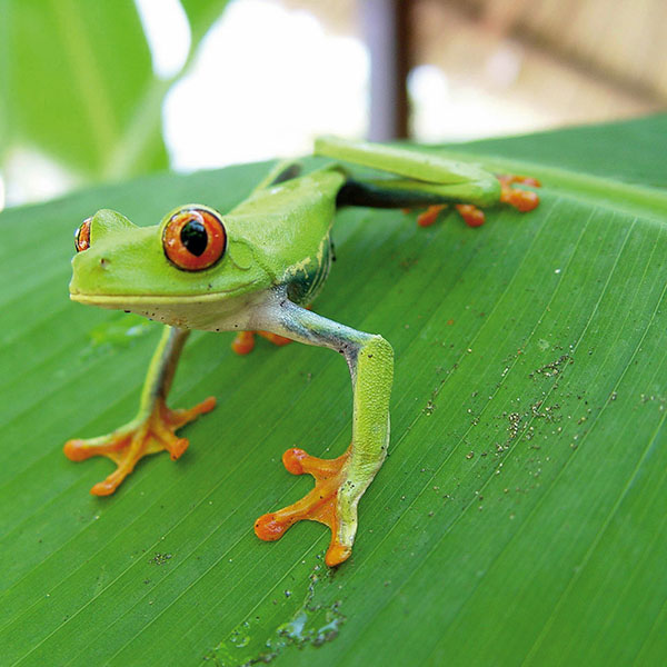 Rotaugenfrosch