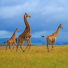 Giraffen im Kruger NP