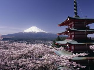 Blick auf den Fuji zur Kirschblütenzeit