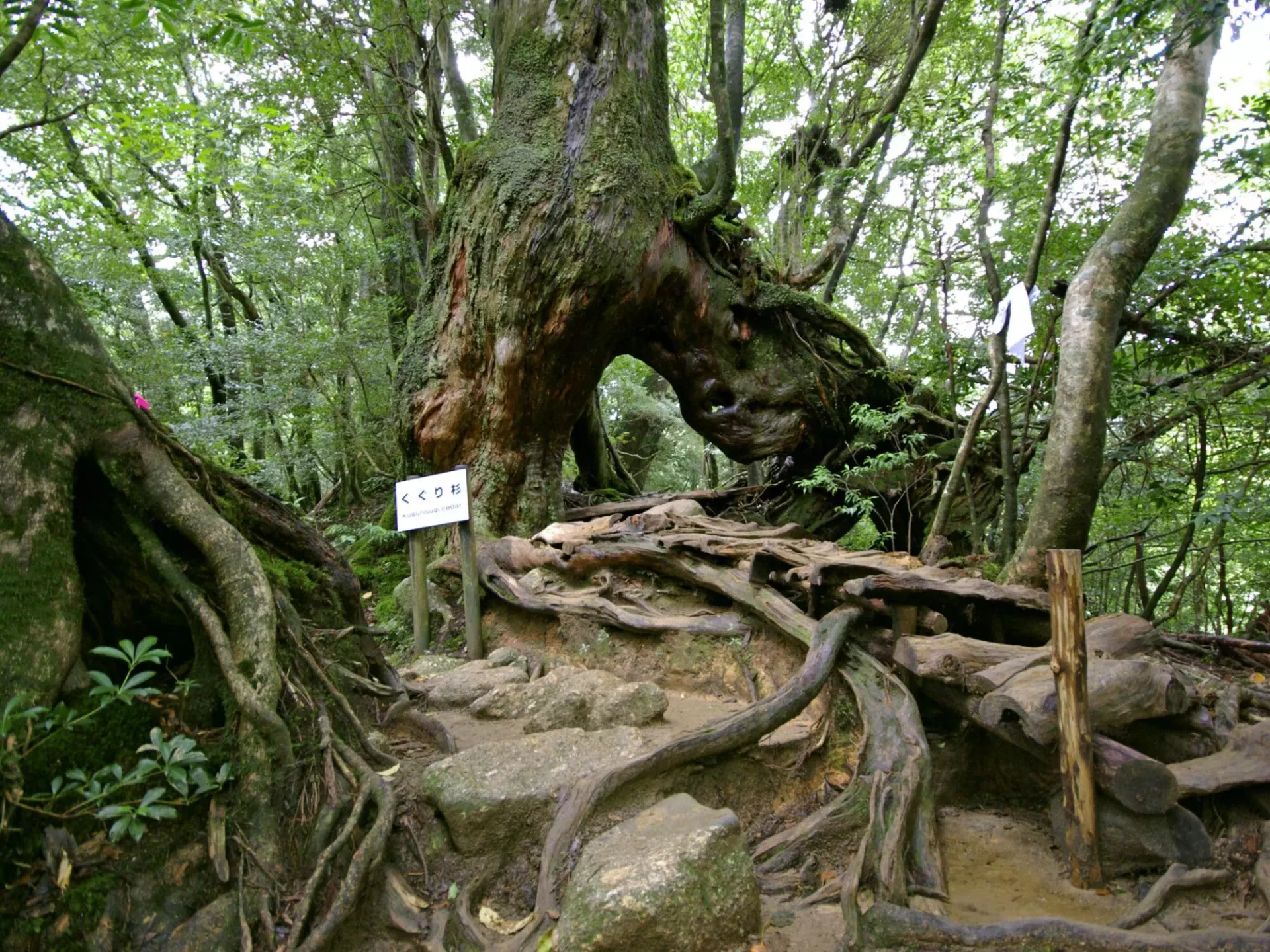 Magischer Zedernwald auf Yakushima
